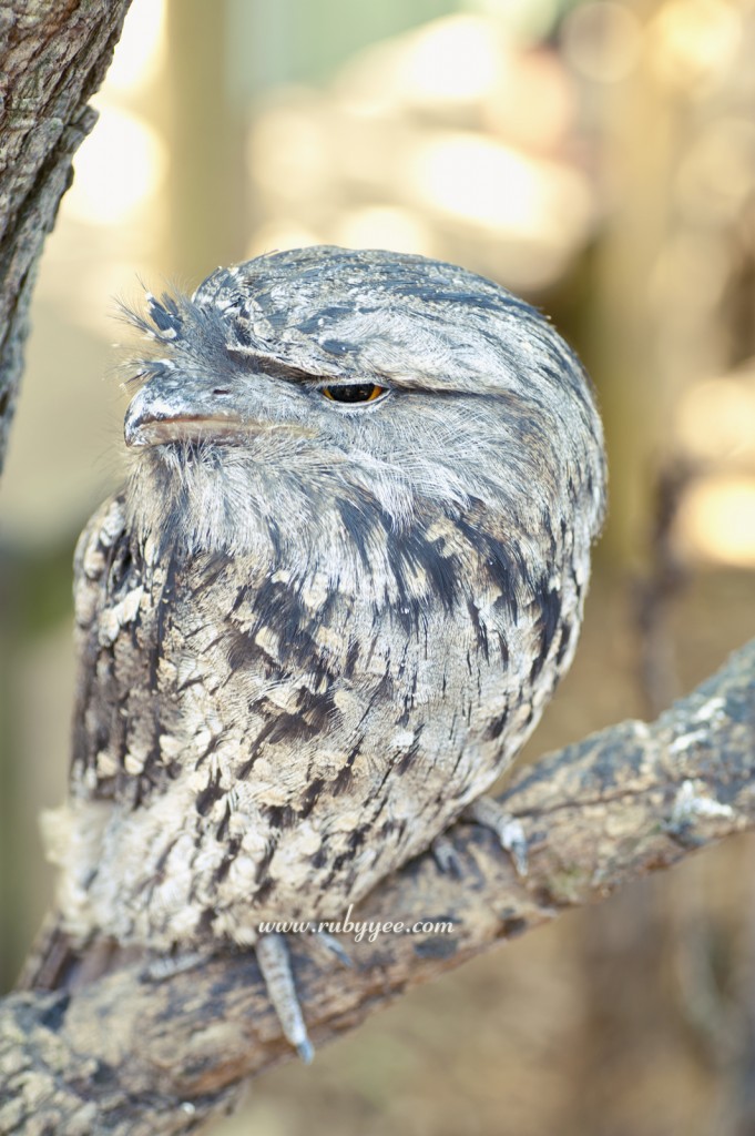 Sleepy Owl