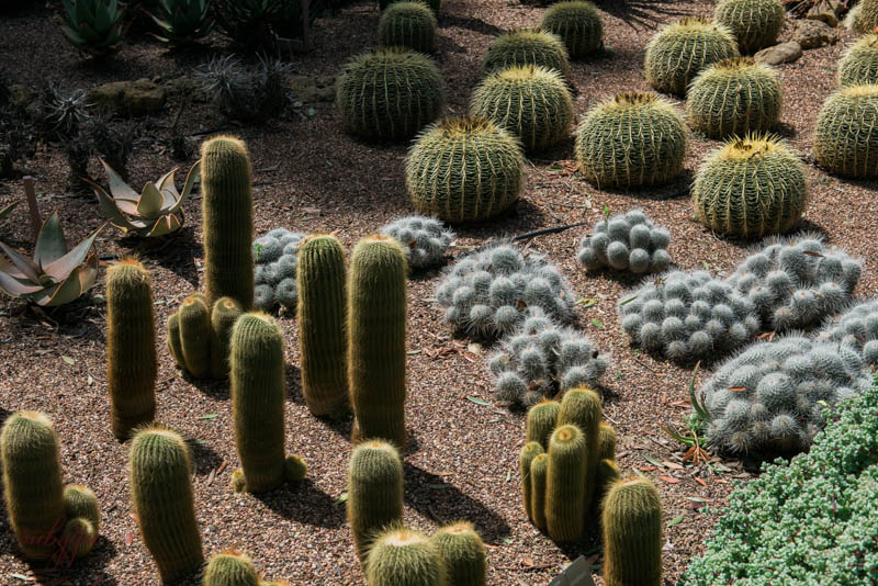 Adelaide Botanic Gardens | www.rubyyee.com