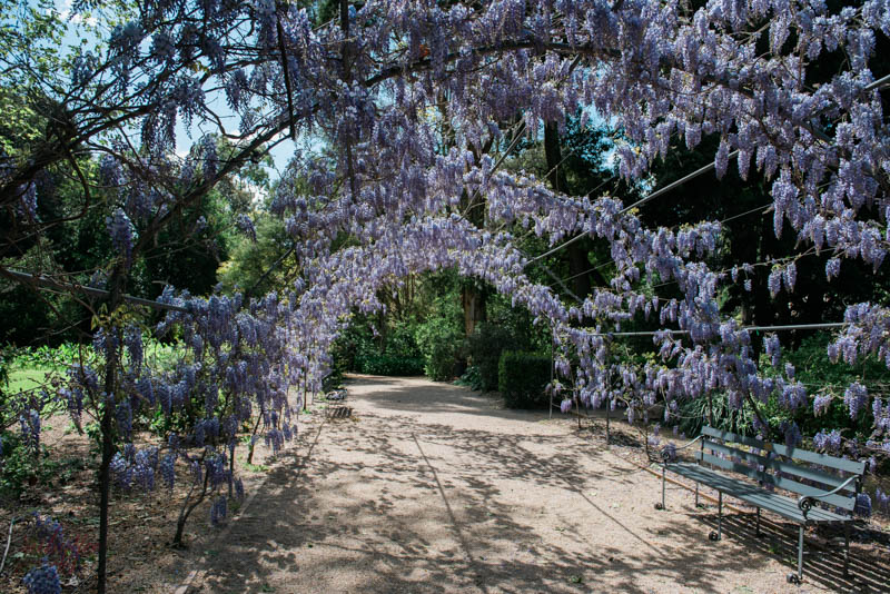 Adelaide Botanic Gardens | www.rubyyee.com