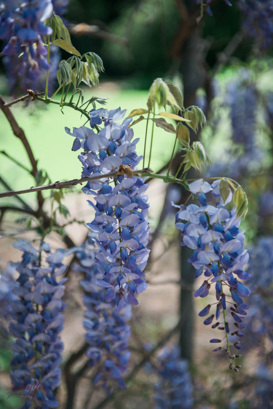 Adelaide Botanic Gardens | www.rubyyee.com